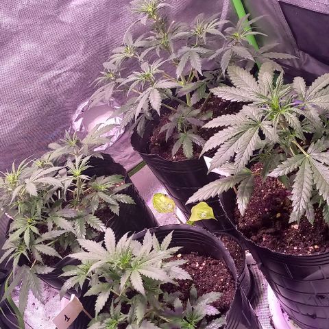 Olympia auto de pyramid seeds #1 growlog timeline photo
