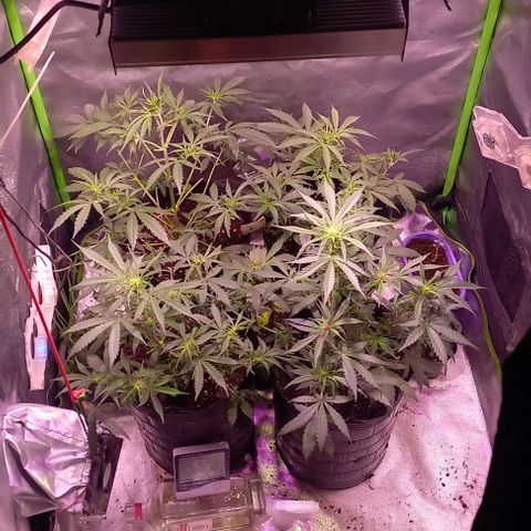 Olympia auto de pyramid seeds #1 growlog timeline photo