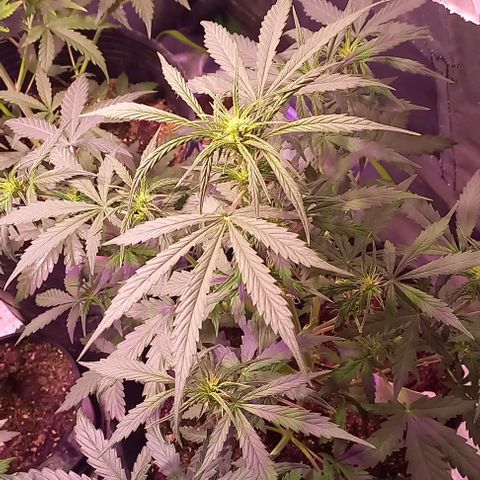 Olympia auto de pyramid seeds #1 growlog timeline photo