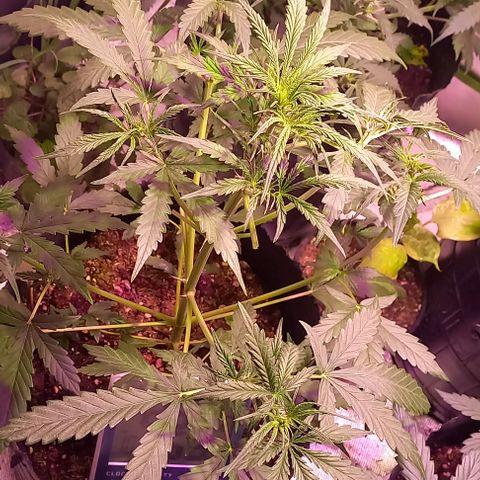 Olympia auto de pyramid seeds #1 growlog timeline photo