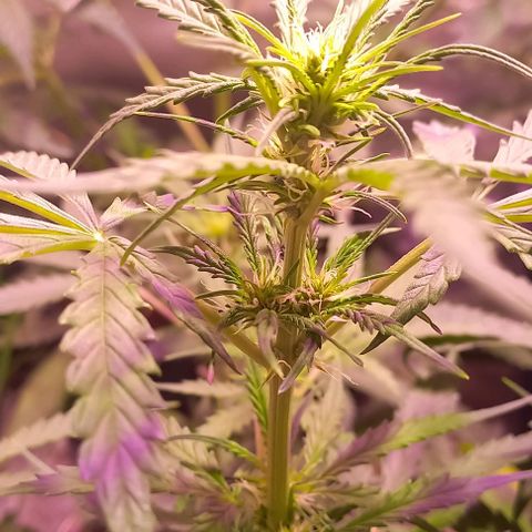 Olympia auto de pyramid seeds #1 growlog timeline photo