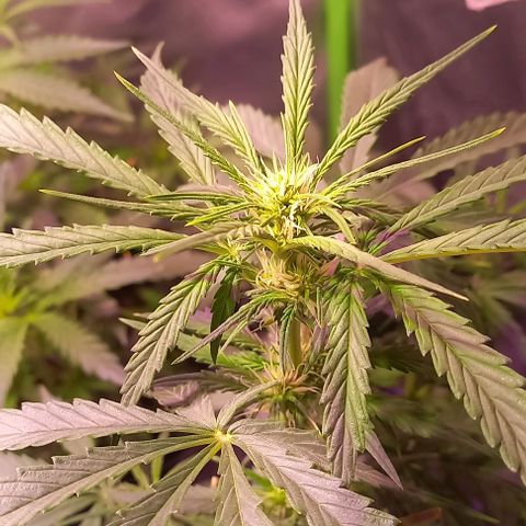 Olympia auto de pyramid seeds #1 growlog timeline photo