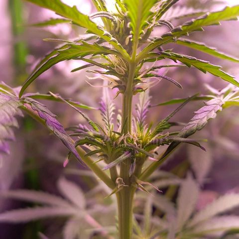 Olympia auto de pyramid seeds #1 growlog timeline photo
