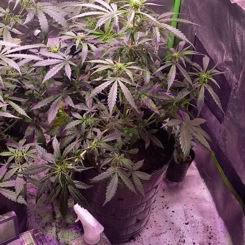 Olympia auto de pyramid seeds #1 growlog timeline photo