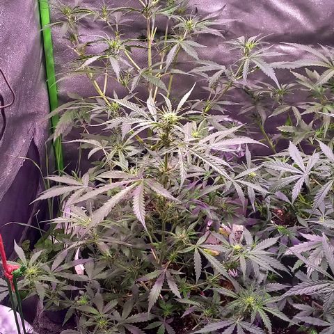 Olympia auto de pyramid seeds #1 growlog timeline photo