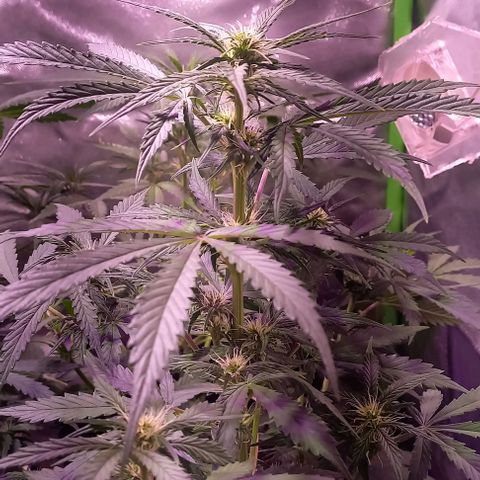 Olympia auto de pyramid seeds #1 growlog timeline photo