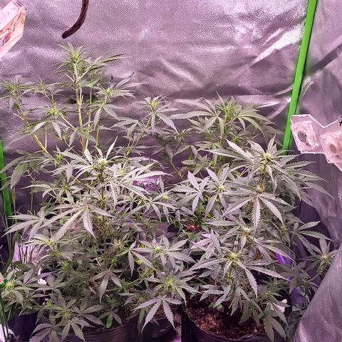 Olympia auto de pyramid seeds #1 growlog timeline photo