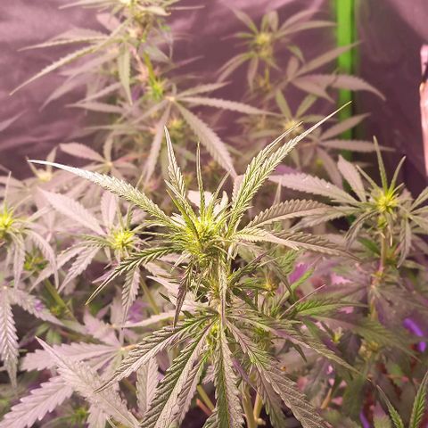 Olympia auto de pyramid seeds #1 growlog timeline photo