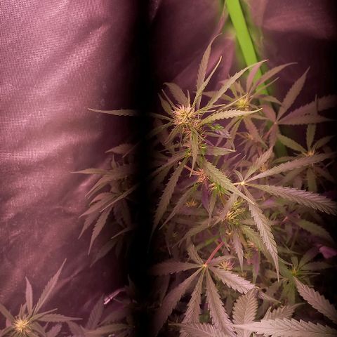 Olympia auto de pyramid seeds #1 growlog timeline photo