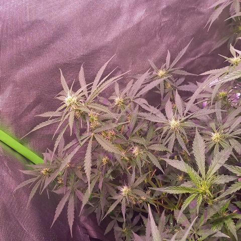Olympia auto de pyramid seeds #1 growlog timeline photo