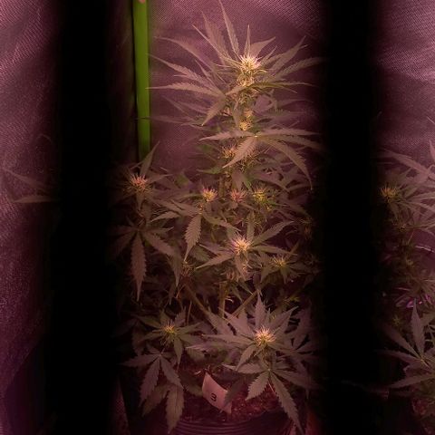 Olympia auto de pyramid seeds #1 growlog timeline photo