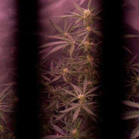 Olympia auto de pyramid seeds #1 growlog timeline photo