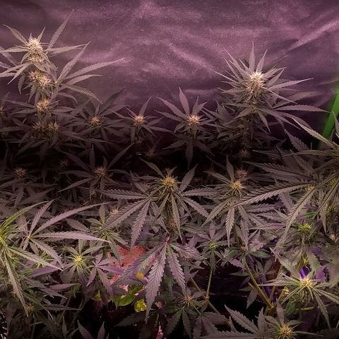 Olympia auto de pyramid seeds #1 growlog timeline photo