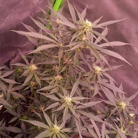 Olympia auto de pyramid seeds #1 growlog timeline photo
