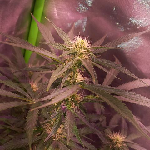 Olympia auto de pyramid seeds #1 growlog timeline photo