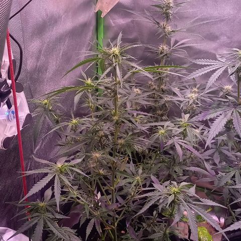Olympia auto de pyramid seeds #1 growlog timeline photo