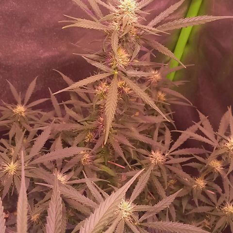 Olympia auto de pyramid seeds #1 growlog timeline photo