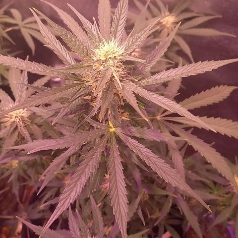 Olympia auto de pyramid seeds #1 growlog timeline photo