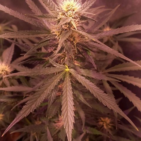 Olympia auto de pyramid seeds #1 growlog timeline photo