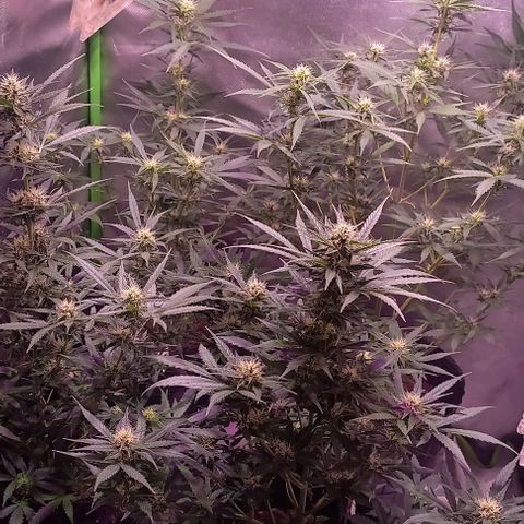 Olympia auto de pyramid seeds #1 growlog timeline photo