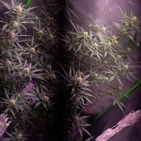 Olympia auto de pyramid seeds #1 growlog timeline photo