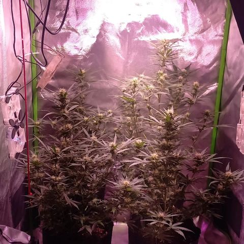 Olympia auto de pyramid seeds #1 growlog timeline photo