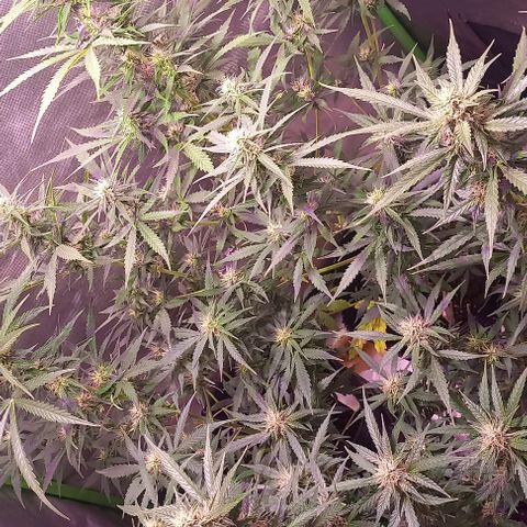 Olympia auto de pyramid seeds #1 growlog timeline photo