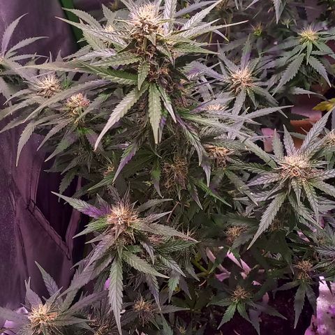 Olympia auto de pyramid seeds #1 growlog timeline photo