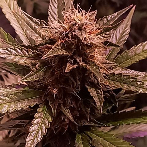 Olympia auto de pyramid seeds #1 growlog timeline photo