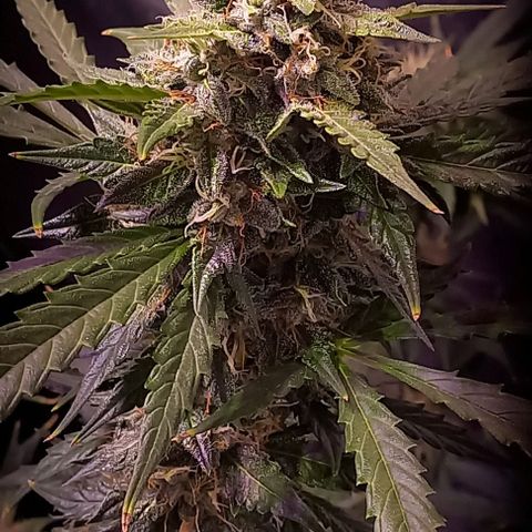 Olympia auto de pyramid seeds #1 growlog timeline photo