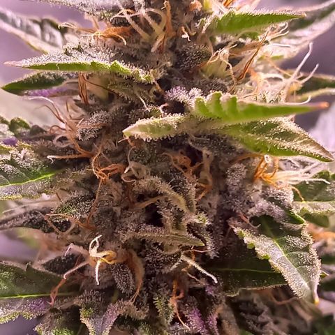 Olympia auto de pyramid seeds #1 growlog timeline photo