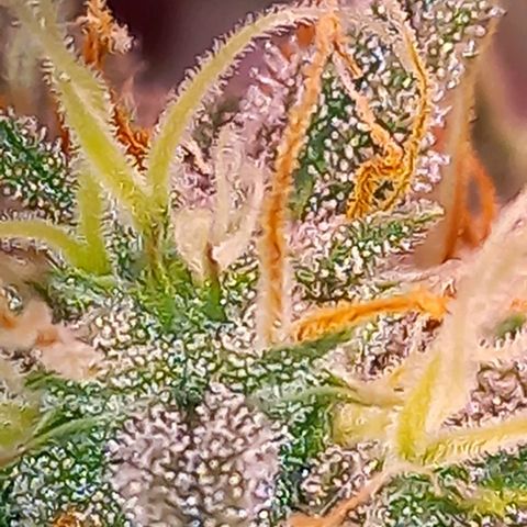 Olympia auto de pyramid seeds #1 growlog timeline photo