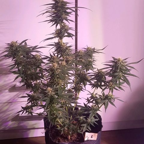 Olympia auto de pyramid seeds #1 growlog timeline photo