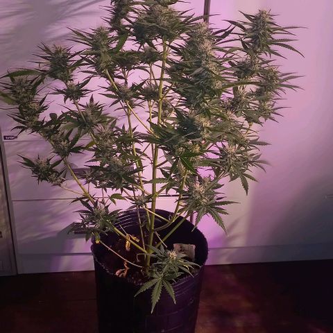 Olympia auto de pyramid seeds #1 growlog timeline photo