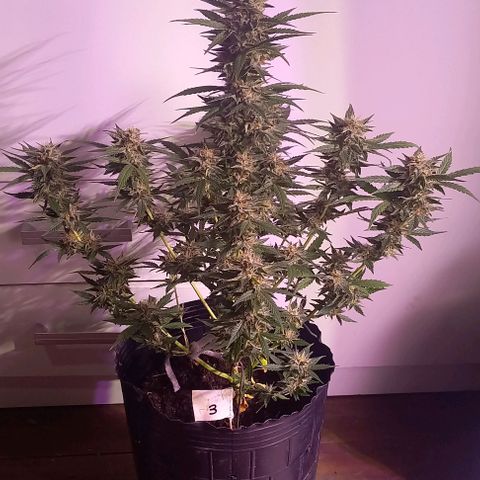 Olympia auto de pyramid seeds #1 growlog timeline photo