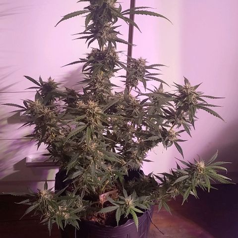 Olympia auto de pyramid seeds #1 growlog timeline photo