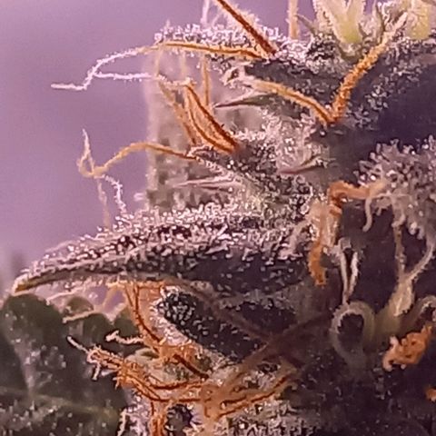 Olympia auto de pyramid seeds #1 growlog timeline photo