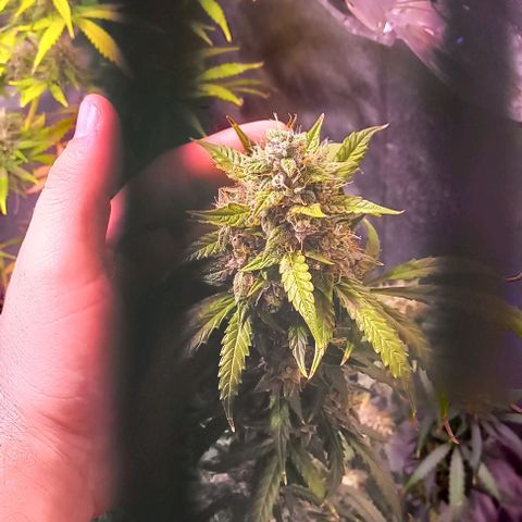 Olympia auto de pyramid seeds #1 growlog timeline photo