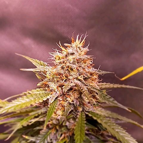 Olympia auto de pyramid seeds #1 growlog timeline photo
