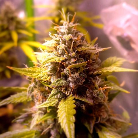 Olympia auto de pyramid seeds #1 growlog timeline photo