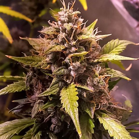 Olympia auto de pyramid seeds #1 growlog timeline photo