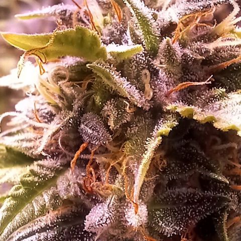 Olympia auto de pyramid seeds #1 growlog timeline photo