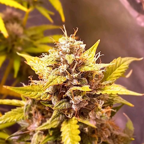 Olympia auto de pyramid seeds #1 growlog timeline photo