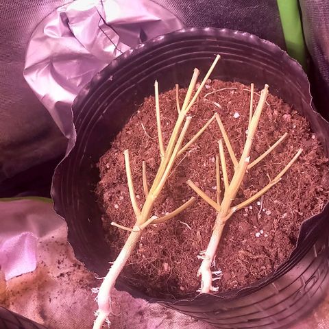 Olympia auto de pyramid seeds #1 growlog timeline photo