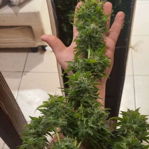 Olympia auto de pyramid seeds #1 growlog timeline photo