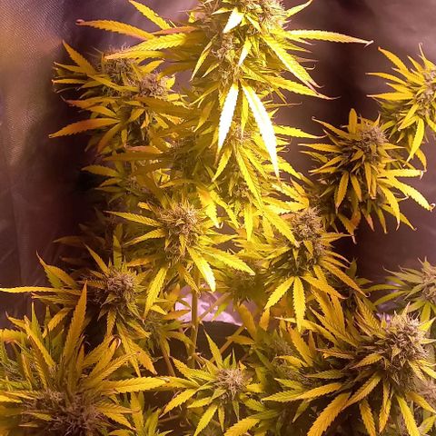 Olympia auto de pyramid seeds #1 growlog timeline photo