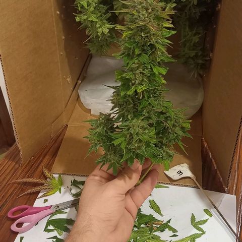 Olympia auto de pyramid seeds #1 growlog timeline photo