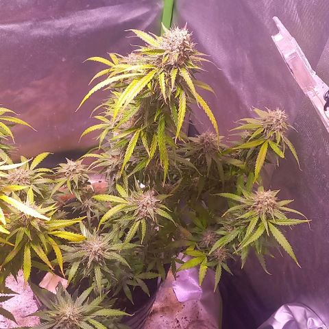 Olympia auto de pyramid seeds #1 growlog timeline photo