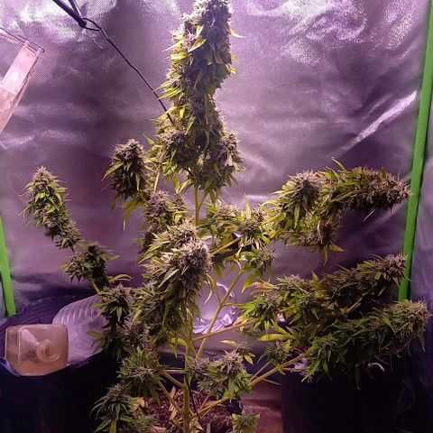 Olympia auto de pyramid seeds #1 growlog timeline photo