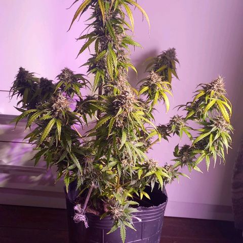 Olympia auto de pyramid seeds #1 growlog timeline photo